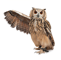 An owl_ holding out its wing 