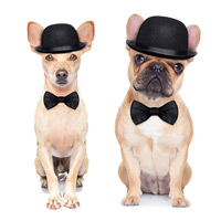 Dogs in bowler hats