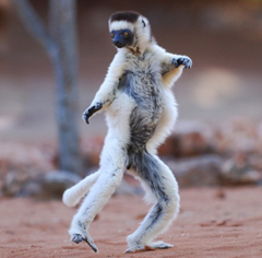 Lemur Dancing