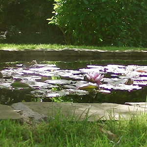 Florence House pond