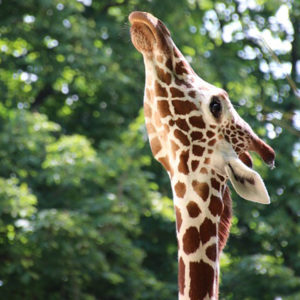 A giraffe stretching its neck