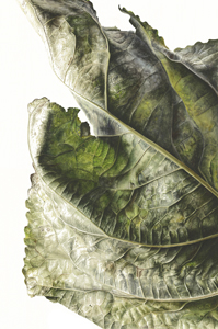 Populus x canadensis, Watercolour on paper, 76 x 56cm