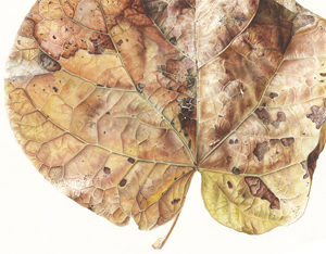 Cercis siliquastrum, Watercolour on paper, 56 x 76cm