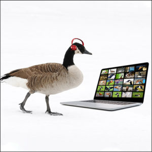 Goose attends a webinar