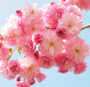 Cherry blossom on a tree