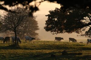 Oxon Hoath