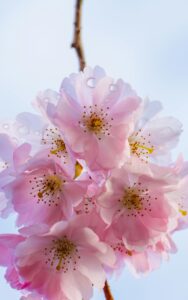 Spring flowers